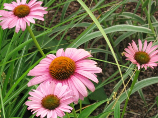 echinacea purpurea.jpg